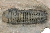 Large Crotalocephalina Trilobite - Atchana, Morocco #312793-1